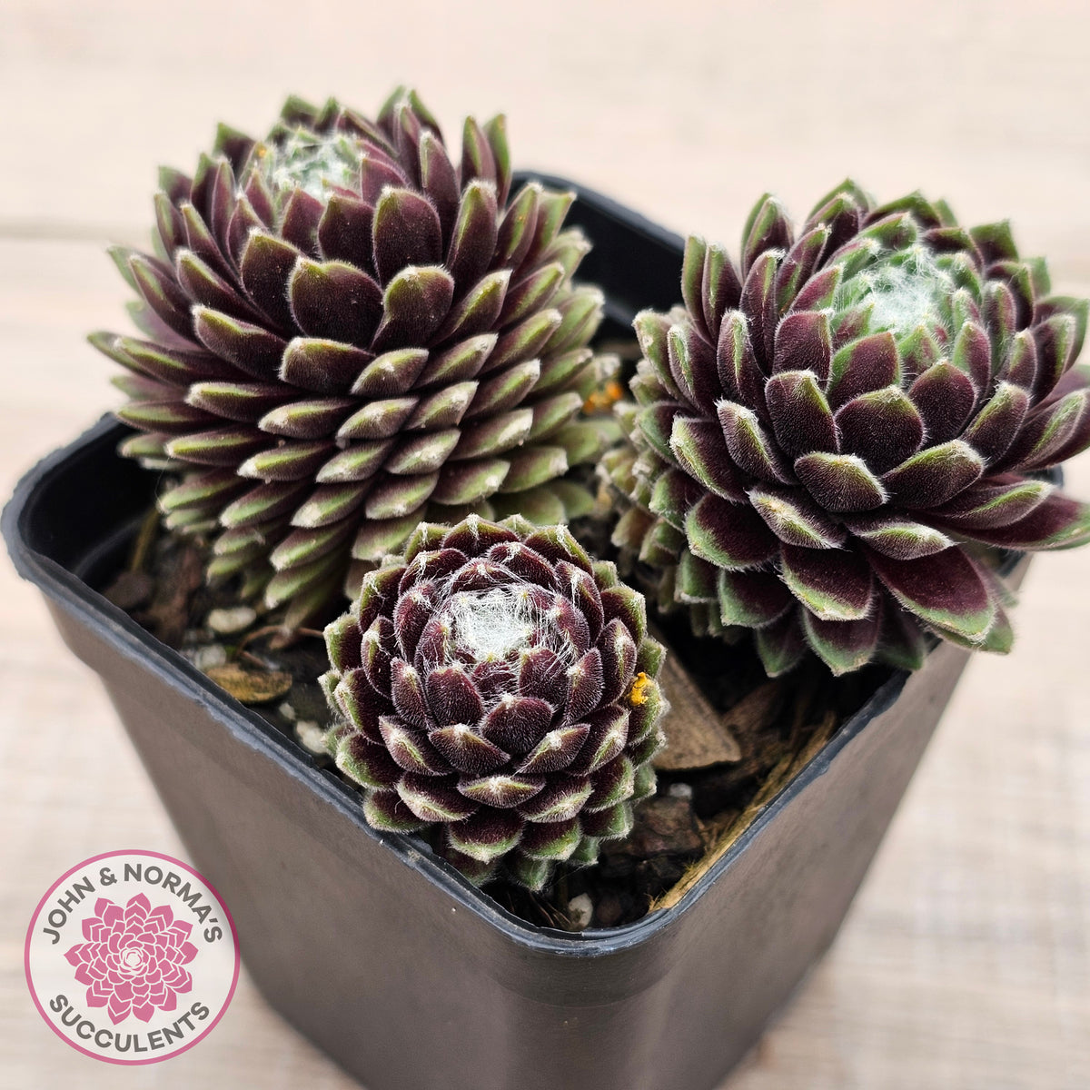 Sempervivum arachnoideum 'Tiny Tots'