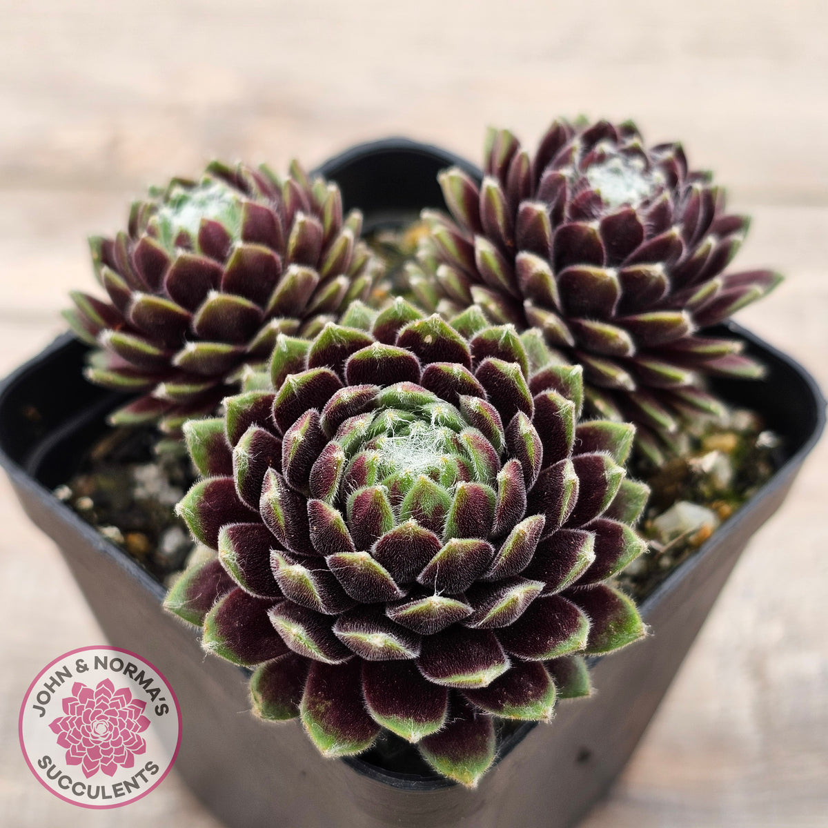 Sempervivum arachnoideum 'Tiny Tots'