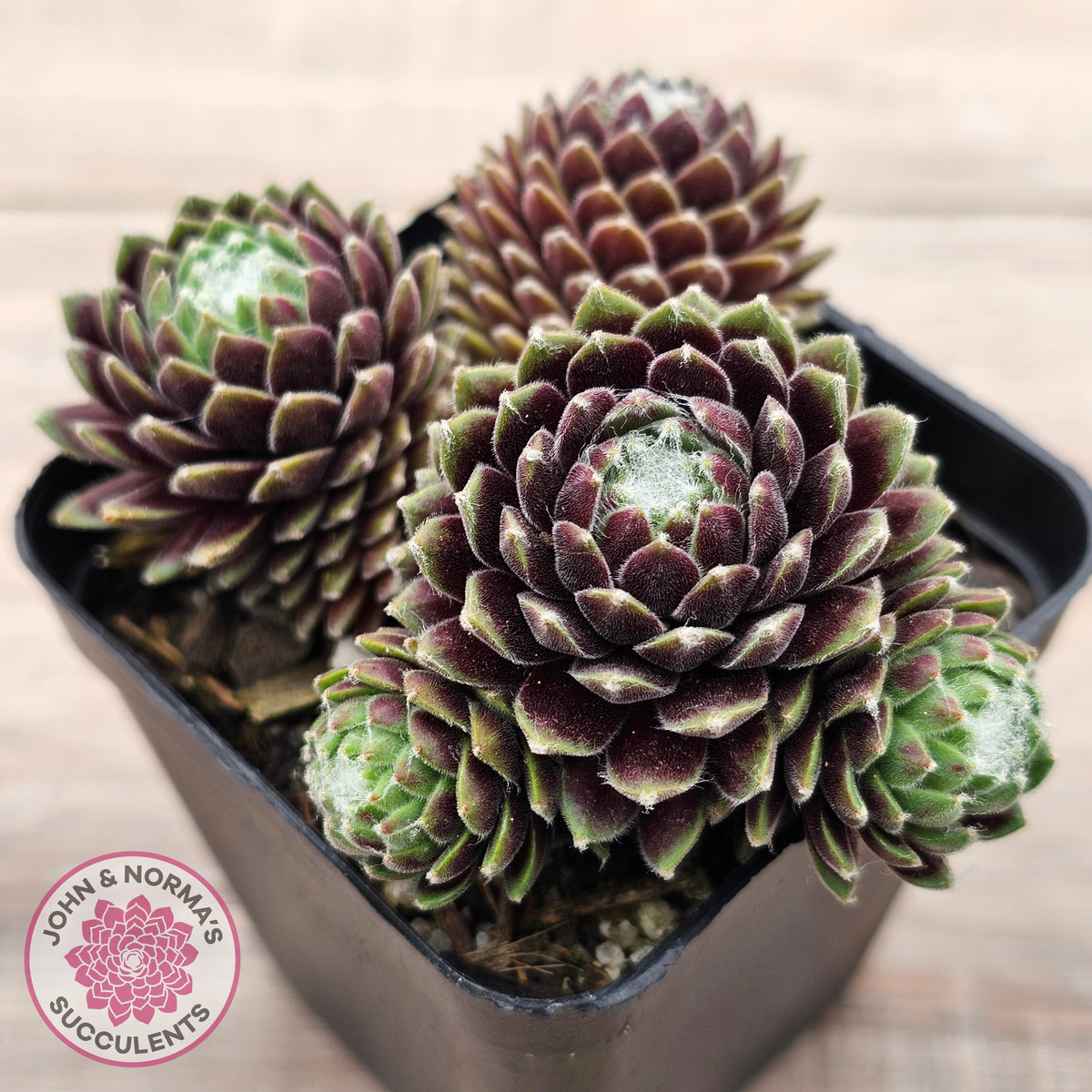 Sempervivum arachnoideum 'Tiny Tots'