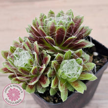 Load image into Gallery viewer, Sempervivum arachnoideum
