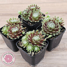 Load image into Gallery viewer, Sempervivum arachnoideum

