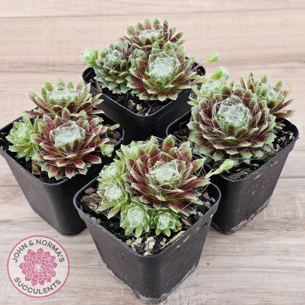 Sempervivum arachnoideum