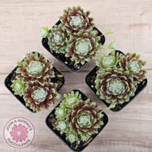 Load image into Gallery viewer, Sempervivum arachnoideum
