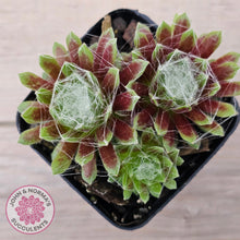 Load image into Gallery viewer, Sempervivum arachnoideum
