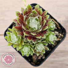 Load image into Gallery viewer, Sempervivum arachnoideum
