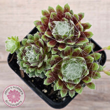 Load image into Gallery viewer, Sempervivum arachnoideum
