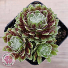 Load image into Gallery viewer, Sempervivum arachnoideum

