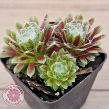 Load image into Gallery viewer, Sempervivum arachnoideum
