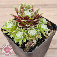 Load image into Gallery viewer, Sempervivum arachnoideum
