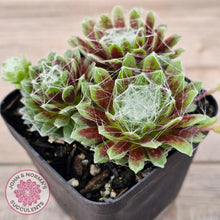 Load image into Gallery viewer, Sempervivum arachnoideum
