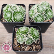 Load image into Gallery viewer, Sempervivum arachnoideum
