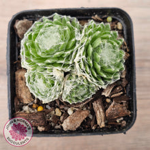 Load image into Gallery viewer, Sempervivum arachnoideum
