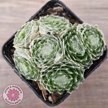 Load image into Gallery viewer, Sempervivum arachnoideum
