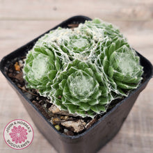 Load image into Gallery viewer, Sempervivum arachnoideum
