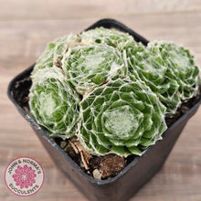 Load image into Gallery viewer, Sempervivum arachnoideum
