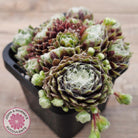 Sempervivum arachnoideum