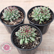 Load image into Gallery viewer, Sempervivum calcareum 'Grigg's Surprise'
