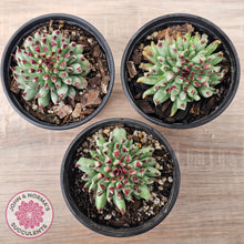 Load image into Gallery viewer, Sempervivum calcareum 'Grigg's Surprise'
