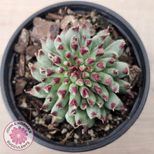 Load image into Gallery viewer, Sempervivum calcareum 'Grigg's Surprise'
