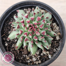 Load image into Gallery viewer, Sempervivum calcareum 'Grigg's Surprise'
