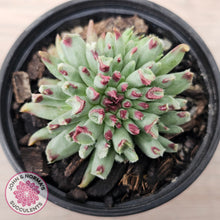 Load image into Gallery viewer, Sempervivum calcareum 'Grigg's Surprise'
