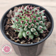 Load image into Gallery viewer, Sempervivum calcareum 'Grigg's Surprise'
