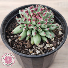 Load image into Gallery viewer, Sempervivum calcareum 'Grigg's Surprise'
