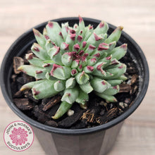 Load image into Gallery viewer, Sempervivum calcareum 'Grigg's Surprise'
