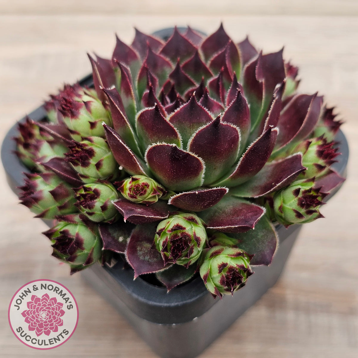 Sempervivum calcareum 'Guillaumes'