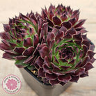 Sempervivum calcareum 'Guillaumes'