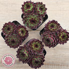 Sempervivum calcareum 'Guillaumes'