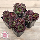 Sempervivum calcareum 'Guillaumes'