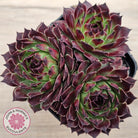 Sempervivum calcareum 'Guillaumes'