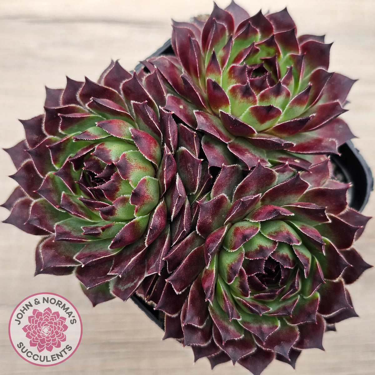 Sempervivum calcareum 'Guillaumes'