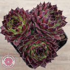Sempervivum calcareum 'Guillaumes'