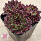 Sempervivum calcareum 'Guillaumes'