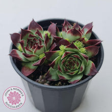 Load image into Gallery viewer, Sempervivum calcareum &#39;Guillaumes&#39; - John &amp; Norma&#39;s Succulents Australia
