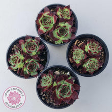 Load image into Gallery viewer, Sempervivum calcareum &#39;Guillaumes&#39; - John &amp; Norma&#39;s Succulents Australia
