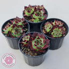 Sempervivum calcareum 'Guillaumes'
