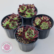 Load image into Gallery viewer, Sempervivum calcareum &#39;Guillaumes&#39; - John &amp; Norma&#39;s Succulents Australia
