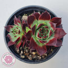 Sempervivum calcareum 'Guillaumes'