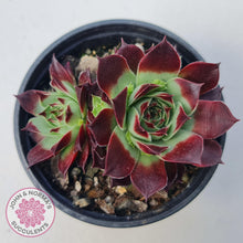 Load image into Gallery viewer, Sempervivum calcareum &#39;Guillaumes&#39; - John &amp; Norma&#39;s Succulents Australia
