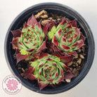 Sempervivum calcareum 'Guillaumes'