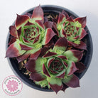 Sempervivum calcareum 'Guillaumes'