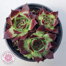 Load image into Gallery viewer, Sempervivum calcareum &#39;Guillaumes&#39; - John &amp; Norma&#39;s Succulents Australia
