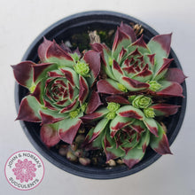 Load image into Gallery viewer, Sempervivum calcareum &#39;Guillaumes&#39; - John &amp; Norma&#39;s Succulents Australia
