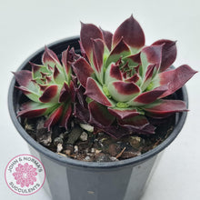 Load image into Gallery viewer, Sempervivum calcareum &#39;Guillaumes&#39; - John &amp; Norma&#39;s Succulents Australia
