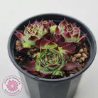 Sempervivum calcareum 'Guillaumes'