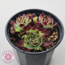 Load image into Gallery viewer, Sempervivum calcareum &#39;Guillaumes&#39; - John &amp; Norma&#39;s Succulents Australia
