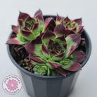 Sempervivum calcareum 'Guillaumes'